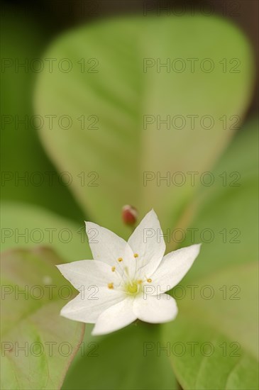 Chickweed Wintergreen or Arctic Starflower (Trientalis europaea)