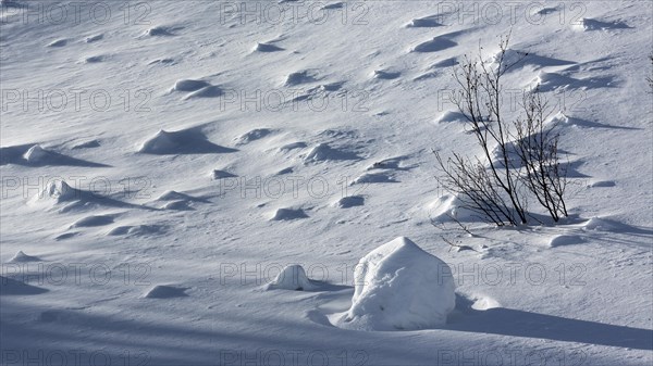 Snowy landscape