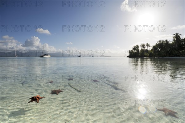 Starfish in the crystal clear water of the Cayos Los Grullos island
