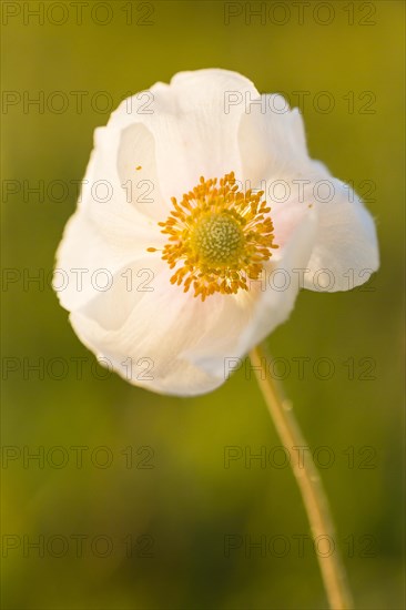 Snowdrop Anemone (Anemone sylvestris)