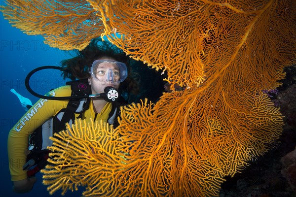 Scuba diver behind a Giant Sea Fan