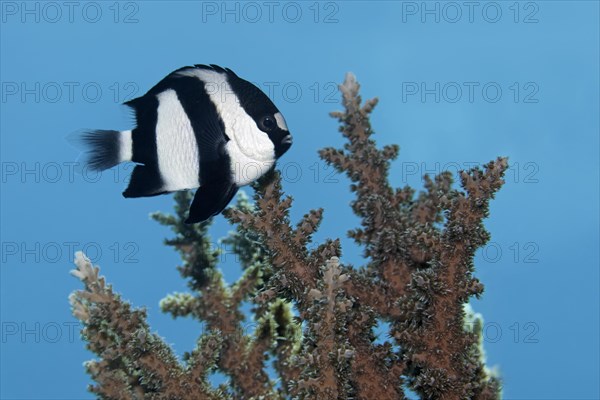 Whitetail dascyllus (Dascyllus aruanus)