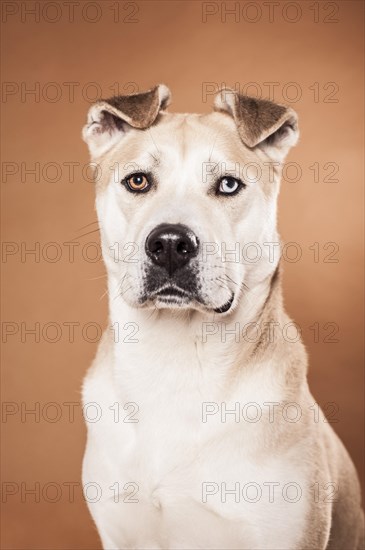 Akita Inu mixed-breed dog