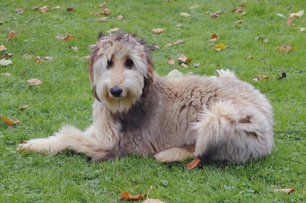 Afghan hound dog sitting in a meadow