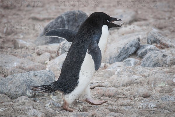 Adelie Penguin (Pygoscelis adeliae)