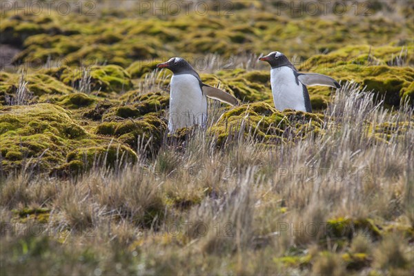 Gentoo Penguins (Pygoscelis papua)