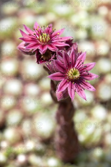 Common Houseleek (Sempervivum tectorum)