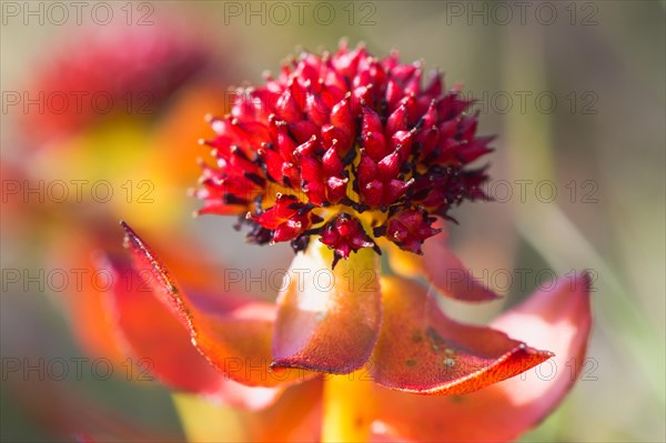 Roseroot (Rhodiola rosea)
