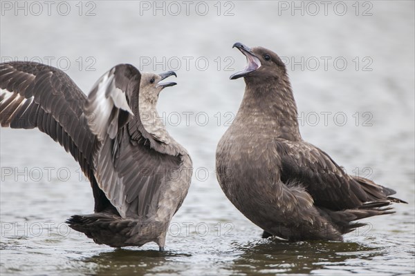 South Polar Skuas (Stercorarius maccormicki) arguing in a freshwater pond