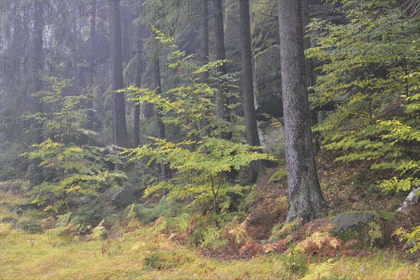 Autumn landscape in Kirnischtal valley