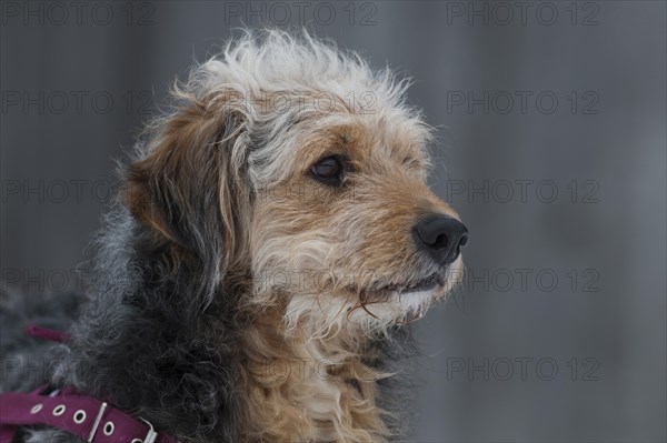 Bosnian Coarse-haired Hound or Barak-hybrid