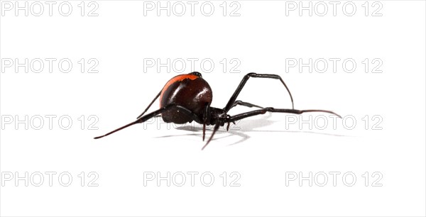 Redback Spider (Latrodectus hasselti)