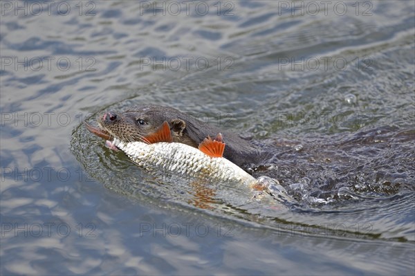 Otter (Lutra lutra) with Roach