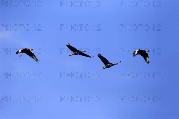 Black-bellied Whistling Ducks (Dendrocygna autumnalis)