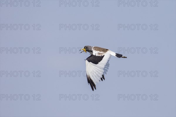White-crowned Lapwing (Vanellus albiceps) in flight
