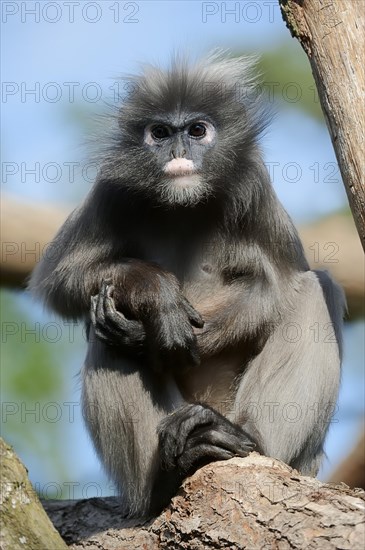 Dusky Leaf Monkey or Spectacled Leaf Monkey (Trachypithecus obscurus)