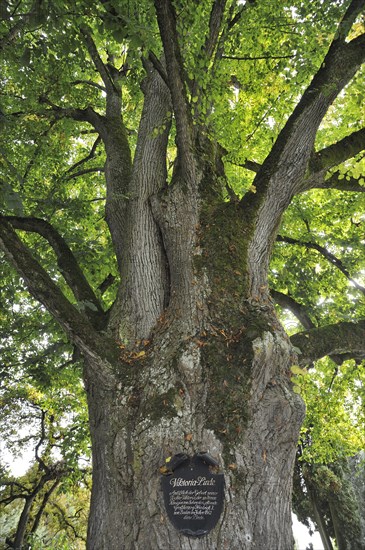 Large-leaved Lime (Tilia platyphyllos)