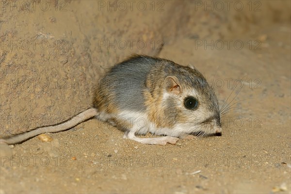 Merriam's Kangaroo Rat (Dipodomys merriami)