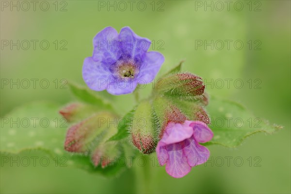 Lungwort (Pulmonaria officinalis)