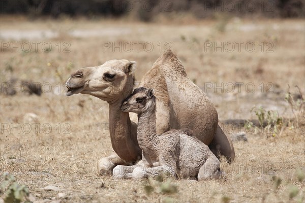 Dromedary (Camelus dromedarius) with young