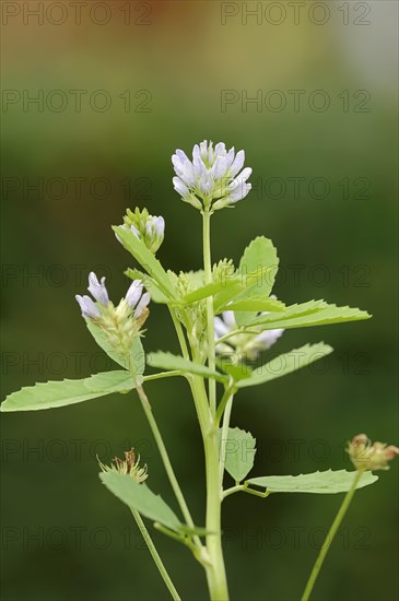 Fenugreek (Trigonella foenum-graecum)