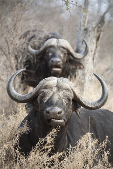 Kaffernbuffel (Syncerus caffer caffer)