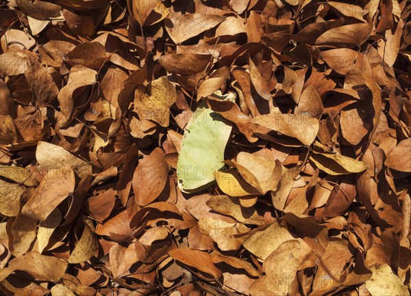 Fallen Mopane leaves (Colophospermum mopane)