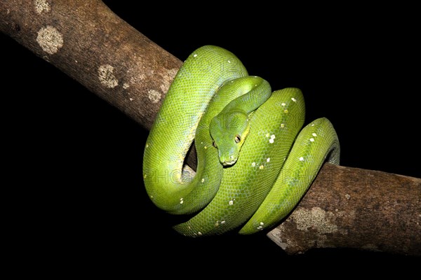 Green Tree Python (Morelia viridis)