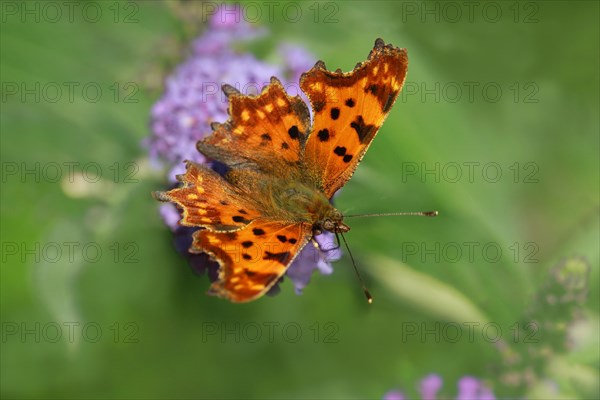 Comma (Polygonia c-album)