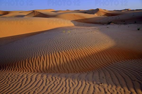 The sand dunes of the Wahiba Sands desert