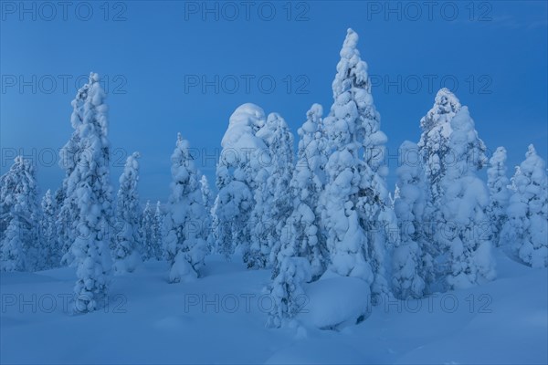 Finnish winter forest at twillight