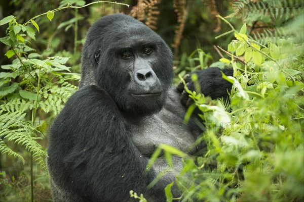 Mountain Gorilla (Gorilla beringei beringei)