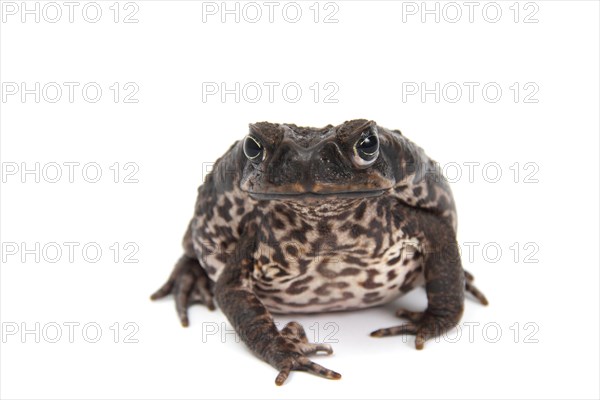Cane Toad (Rhinella marina)