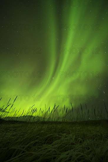 Aurora borealis over College Fjord