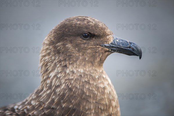 South Polar Skua (Stercorarius maccormicki)