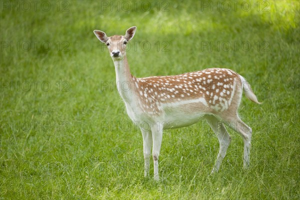 Fallow Deer (Dama dama)