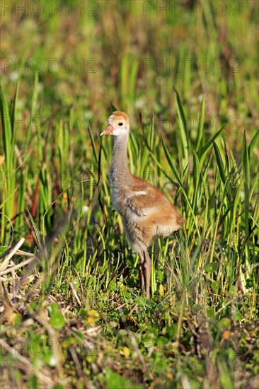 Sandhill Crane (Grus canadensis)