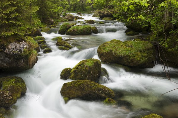 Brook with moss-covered stones