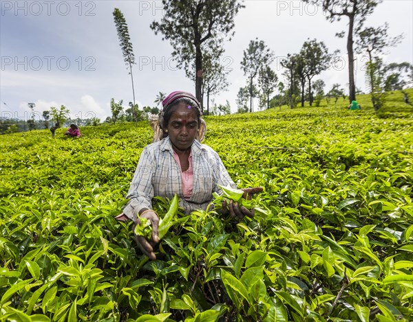 Tea picker