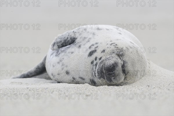 Grey Seals (Halichoerus grypus)