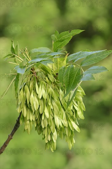 Common Ash (Fraxinus excelsior)