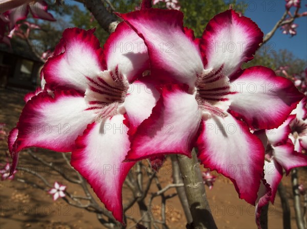 Impala Lily (Adenium multiflorum)