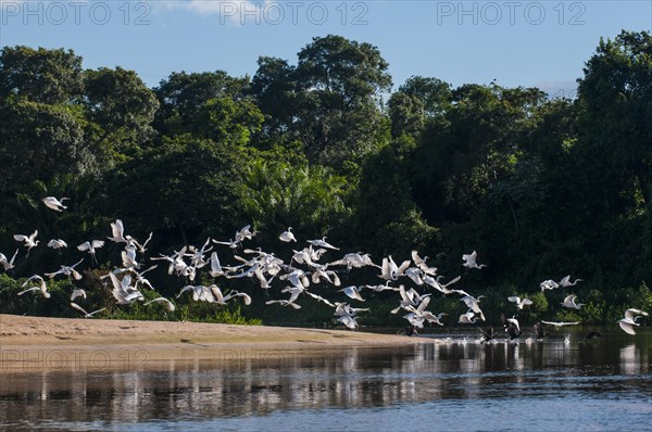 Flock of Cocoi Herons (Ardea cocoi)