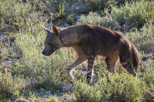 Brown Hyena (Parahyaena brunnea)