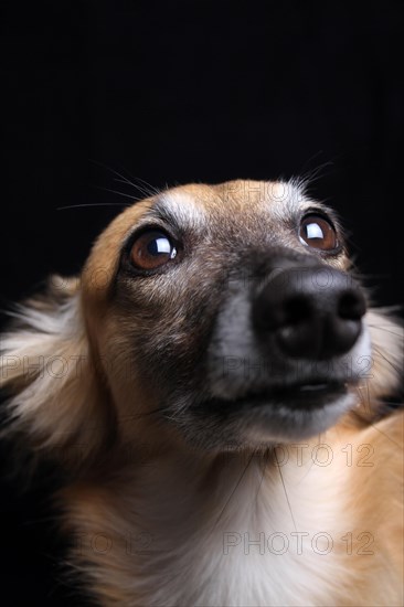 Longhaired Whippet or Silken Windsprite