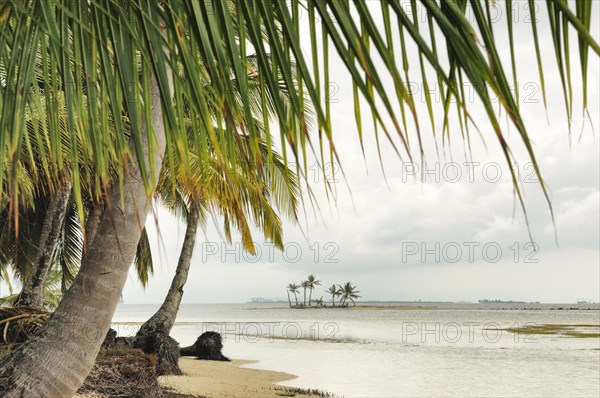 Lonely beach with palm trees