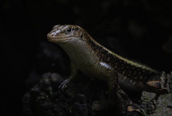 Wide-tailed zonosaur (Zonosaurus laticaudatus)