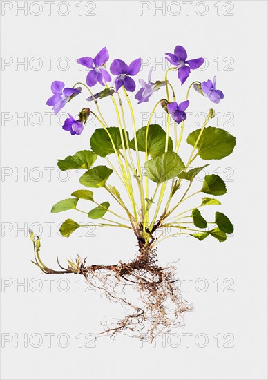 Sweet Violet (Viola odorata)