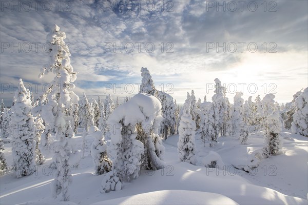 Winter forest