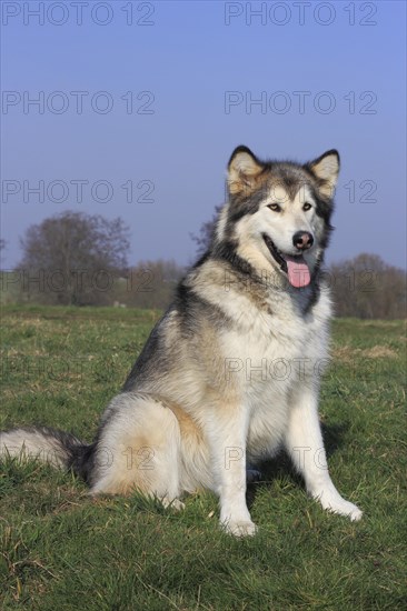 Alaskan Malamute sitting on a meadow